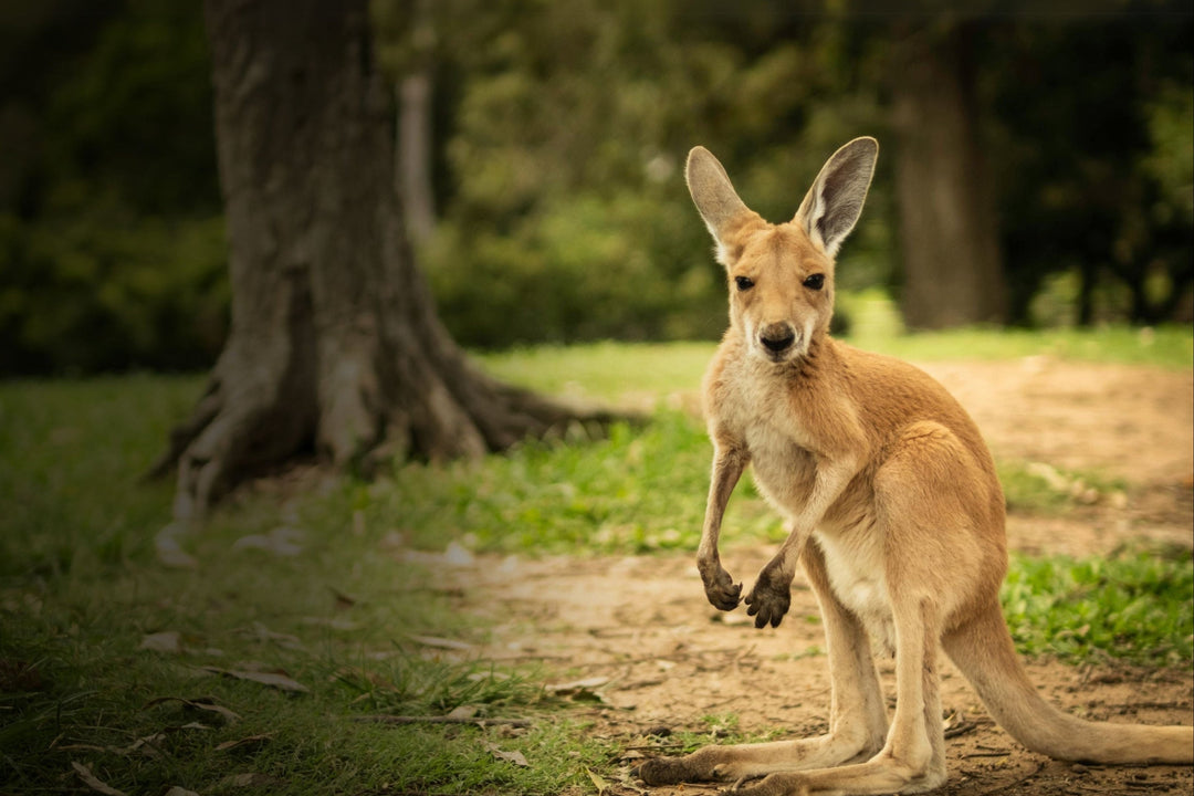 Wildlife